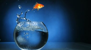 10 Lessons You Can Learn from a Goldfish